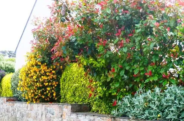 Comment choisir les meilleures plantes pour une haie