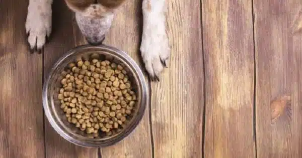 Pourquoi opter pour les croquettes bio pour votre chien