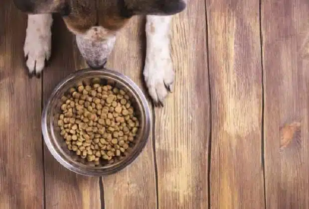 Pourquoi opter pour les croquettes bio pour votre chien