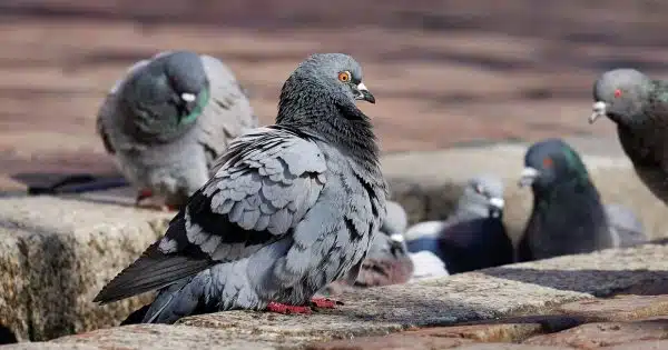 Faire effectuer un dépigeonnage professionnel à Reims : le déroulement étape par étape...