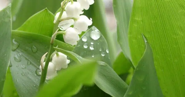 muguet