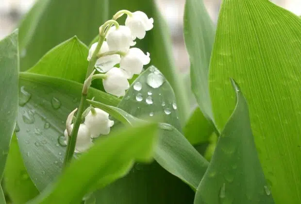 muguet